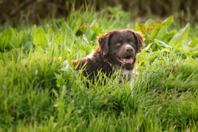 Chiens Qui Aiment L Eau 19 Races Hydrophiles Tractive