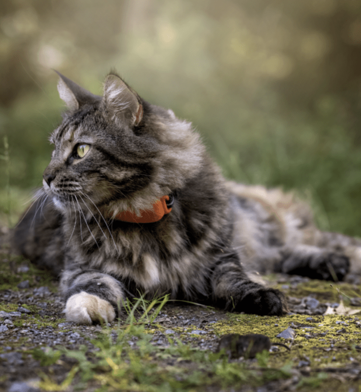 Kočka s trackerem Tractive GPS pro kočky