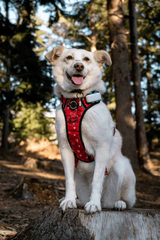 En hund med Tractive GPS hundpejl