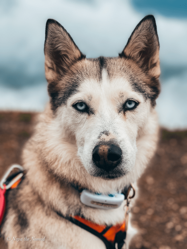 En Husky med Tractive GPS Dog Tracker