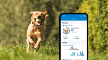 Écran de smartphone du suivi d'activité Tractive avec traceur Tractive GPS Dog 4