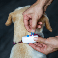 How to put on the Tractive GPS DOG 4 Tracker