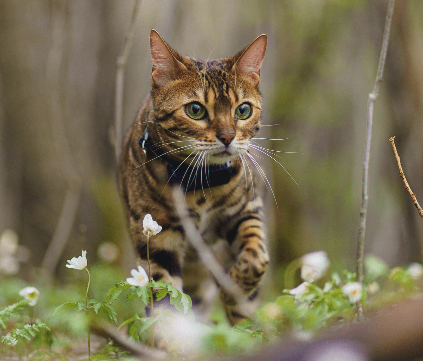 Cat standing in the garden