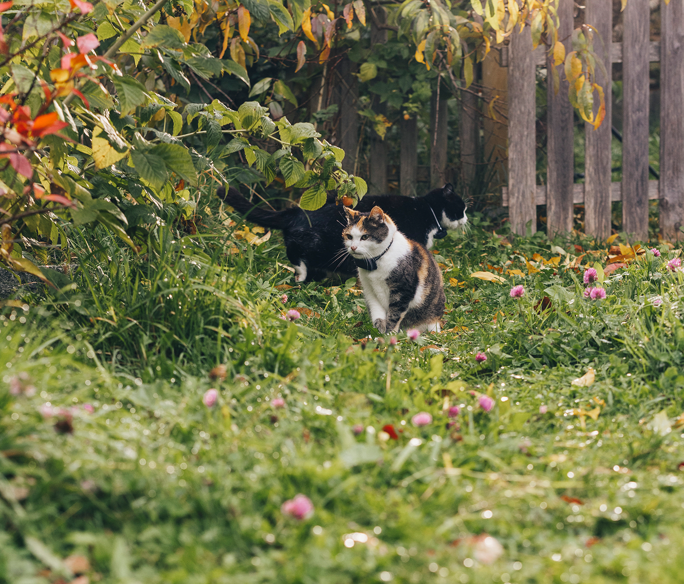 Cat walking in tree
