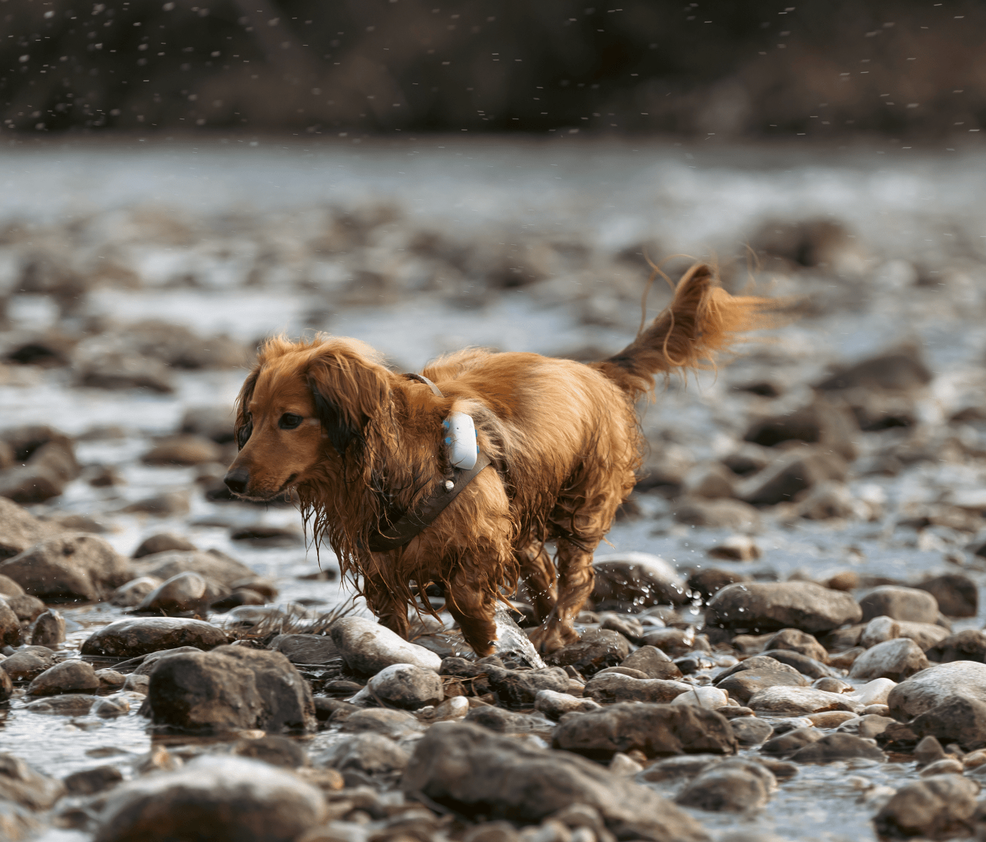 En hund sammen eieren sin ved sjøen