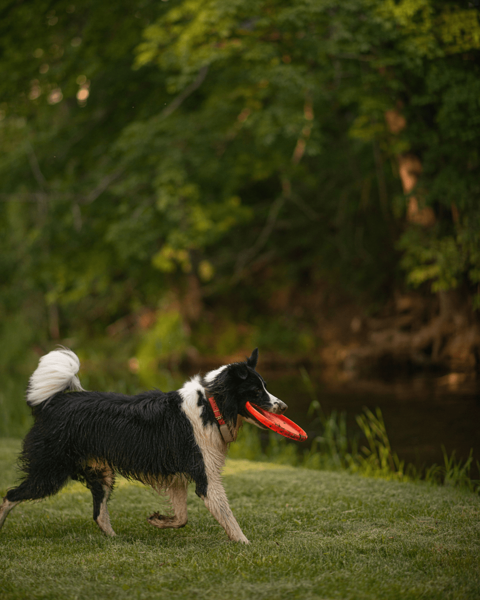 Koira leikkii frisbeellä