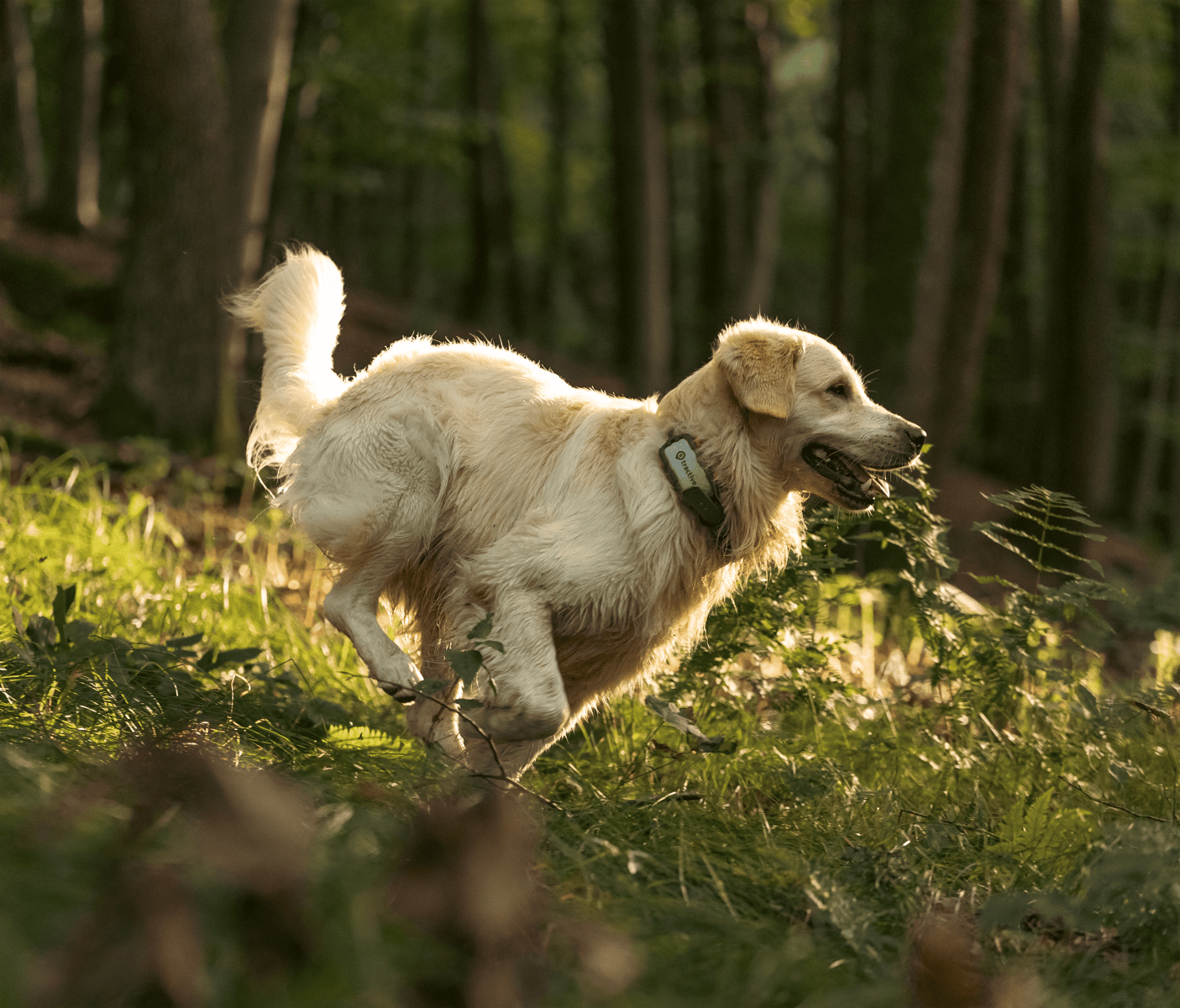 koira seisoo metsässä
