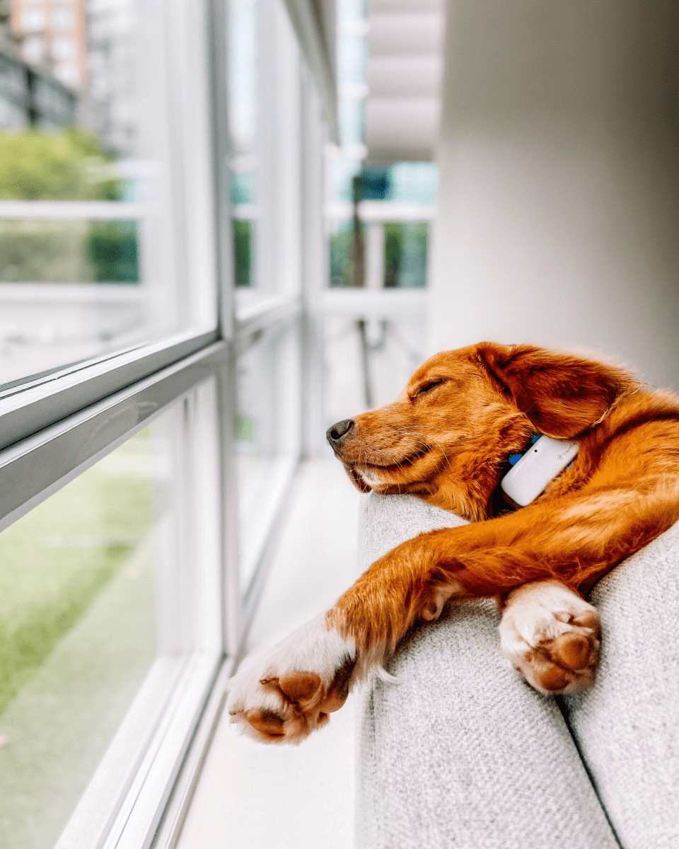 Pes spící na gauči