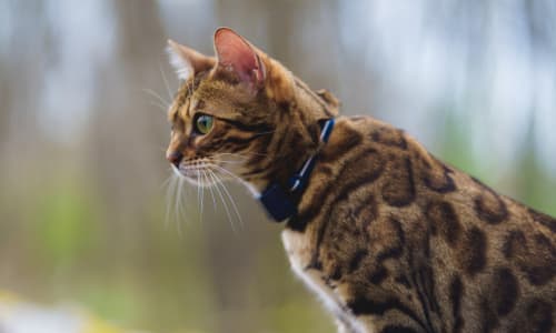 Tractive GPS Tracker LTE für Katzen, Zwärgehüsli-Shop alles für kleine und  grosse Hunde. - Zwärgehüsli-Shop