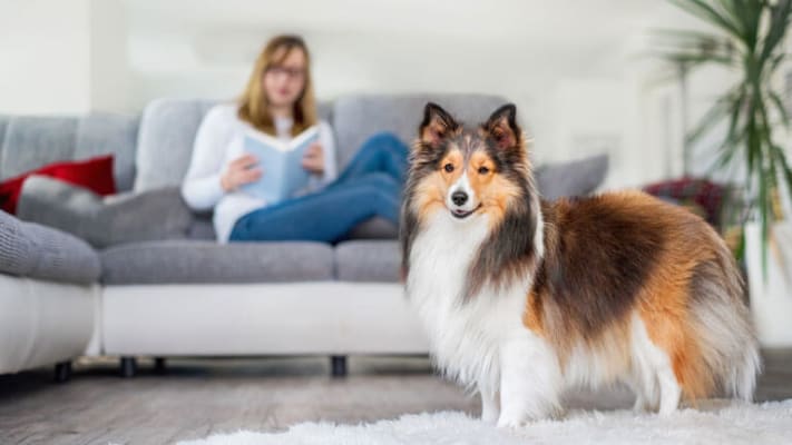 Dog with his owner on couch