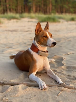Een basenji Hond met Tractive GPS Dog-tracker