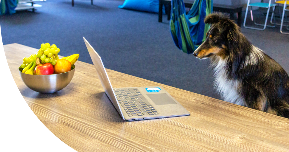 Tractive dog Nash "at work" in the office