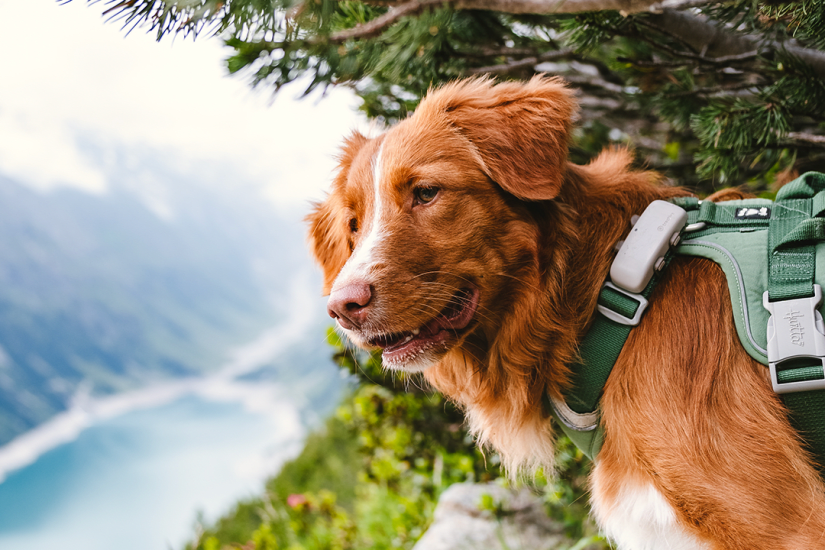 Chien assis devant un ordinateur