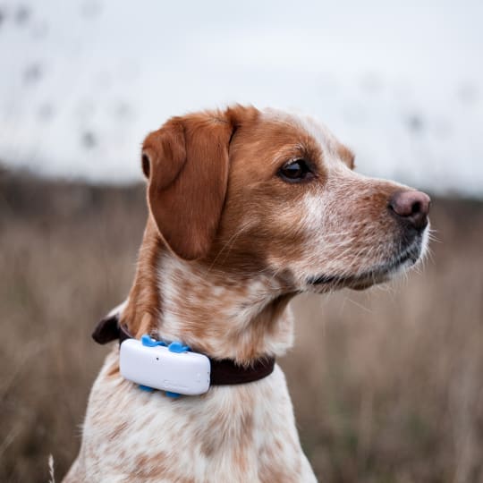 Dog with tracker