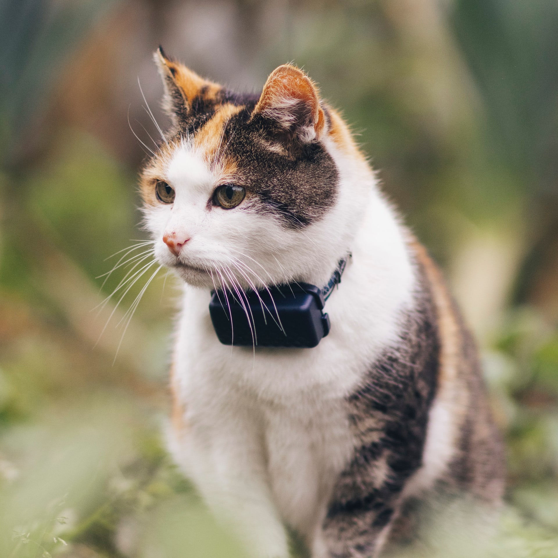 Gato con localizador Tractive GPS para gatos y dueño tumbados en la hierba