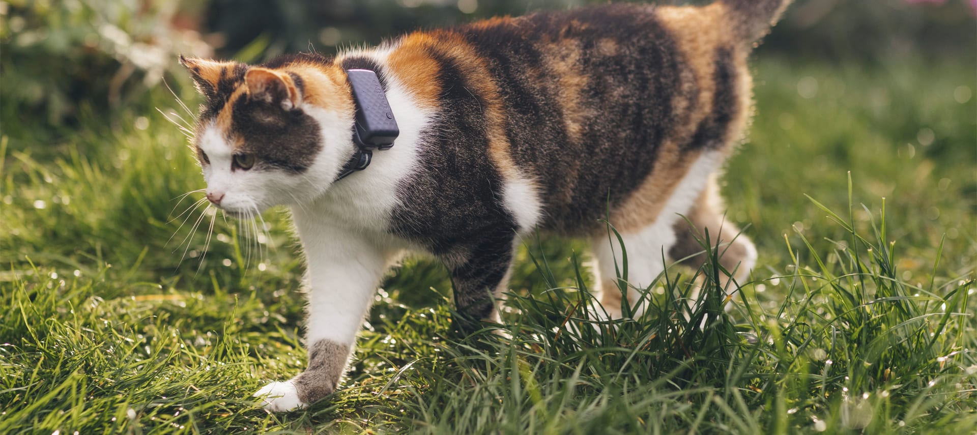 Una persona tiene in braccio un gatto che indossa un localizzatore GPS