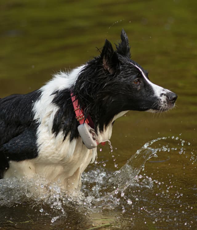 Un cane gioca nell'acqua indossando un localizzatore GPS