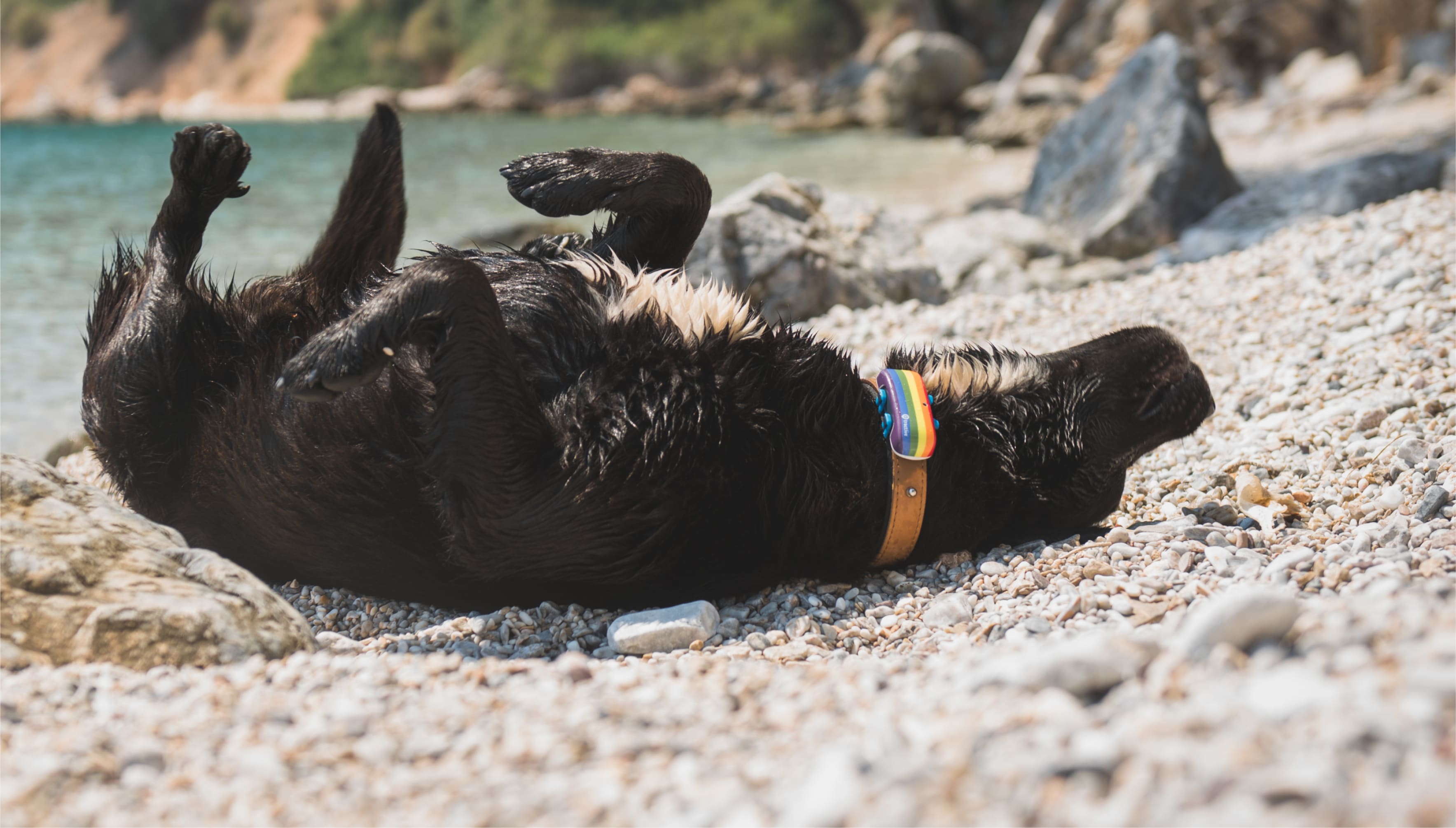 Joukko koiria, joilla on GPS-paikannin, leikkii rannalla