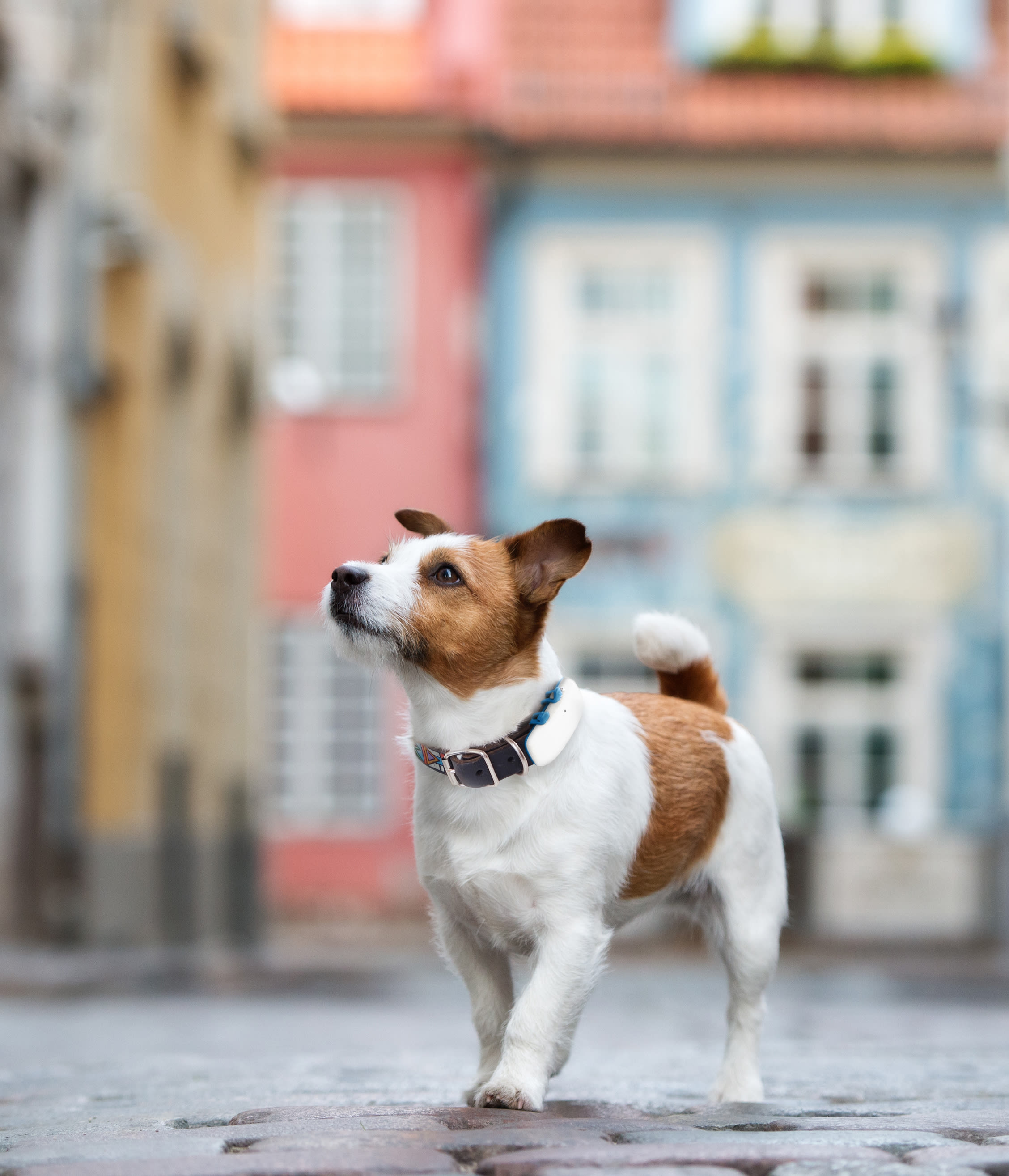 Jack Russell terrier con un localizador GPS para perros