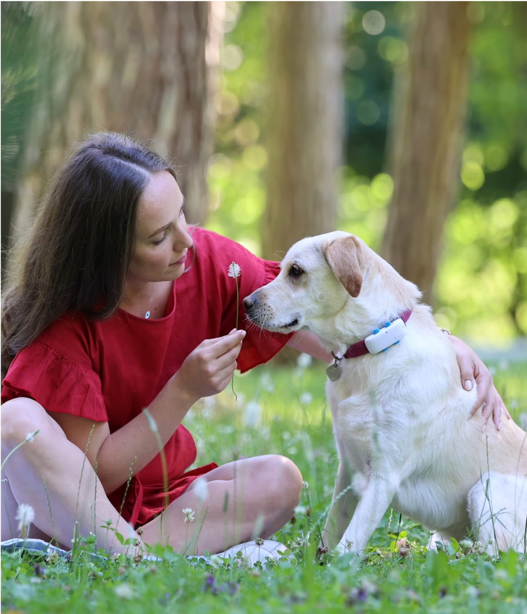 Hund mit Tractive GPS Tracker für Hunde und Besitzer:in liegen im Gras