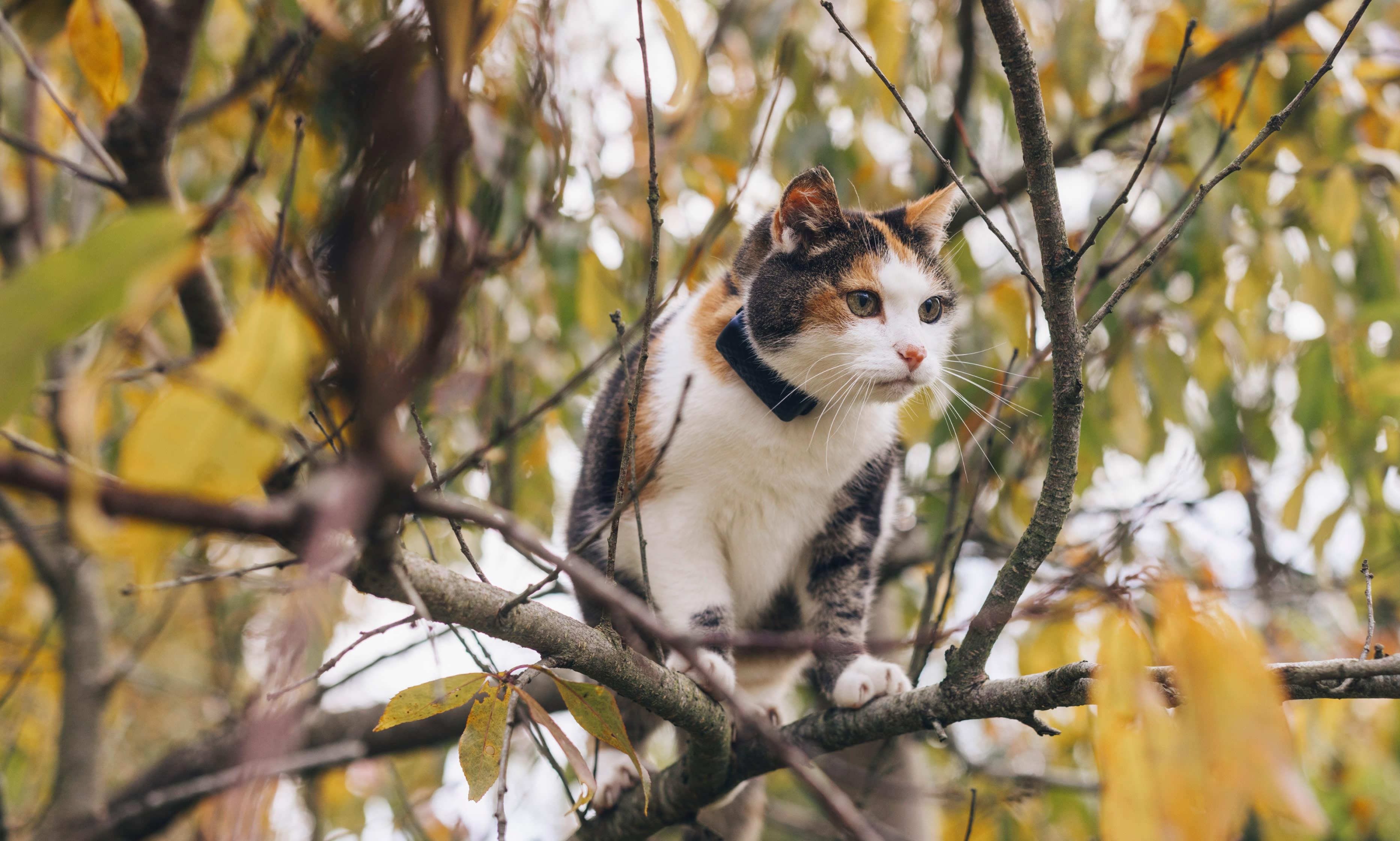 kat i et træ
