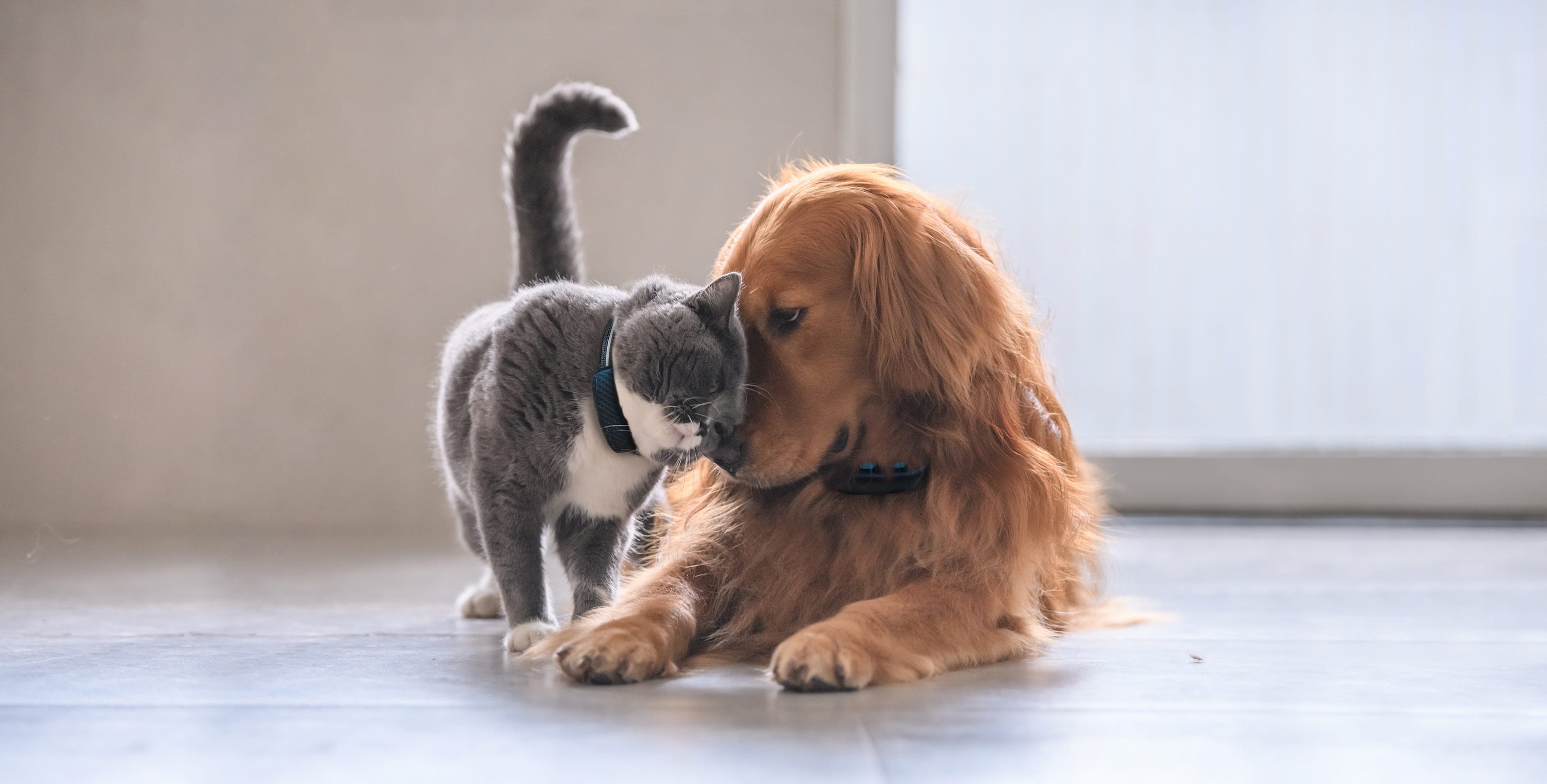 Cat and dog both wearing Tractive GPS Trackers