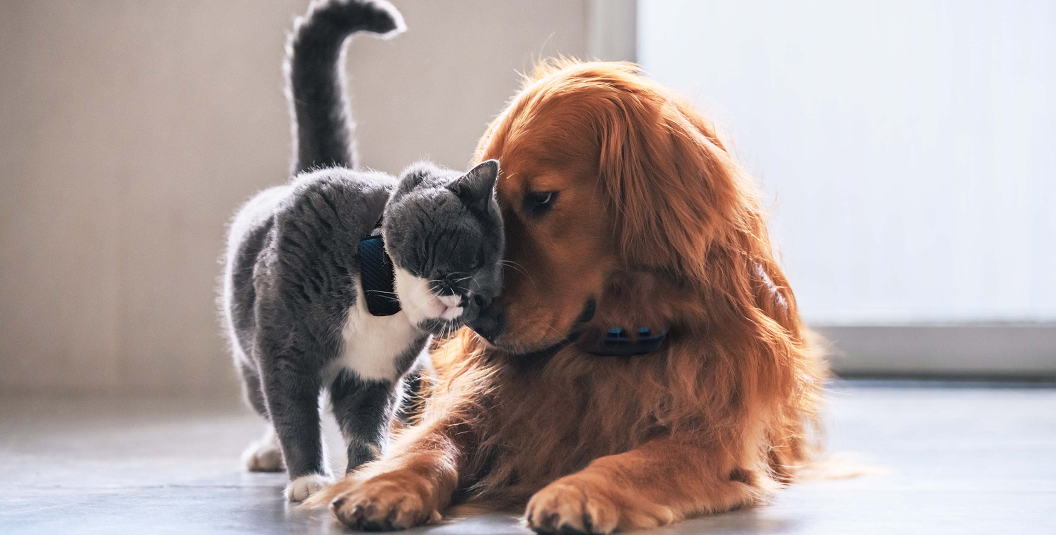 Cat and Dog with GPS-Trackers