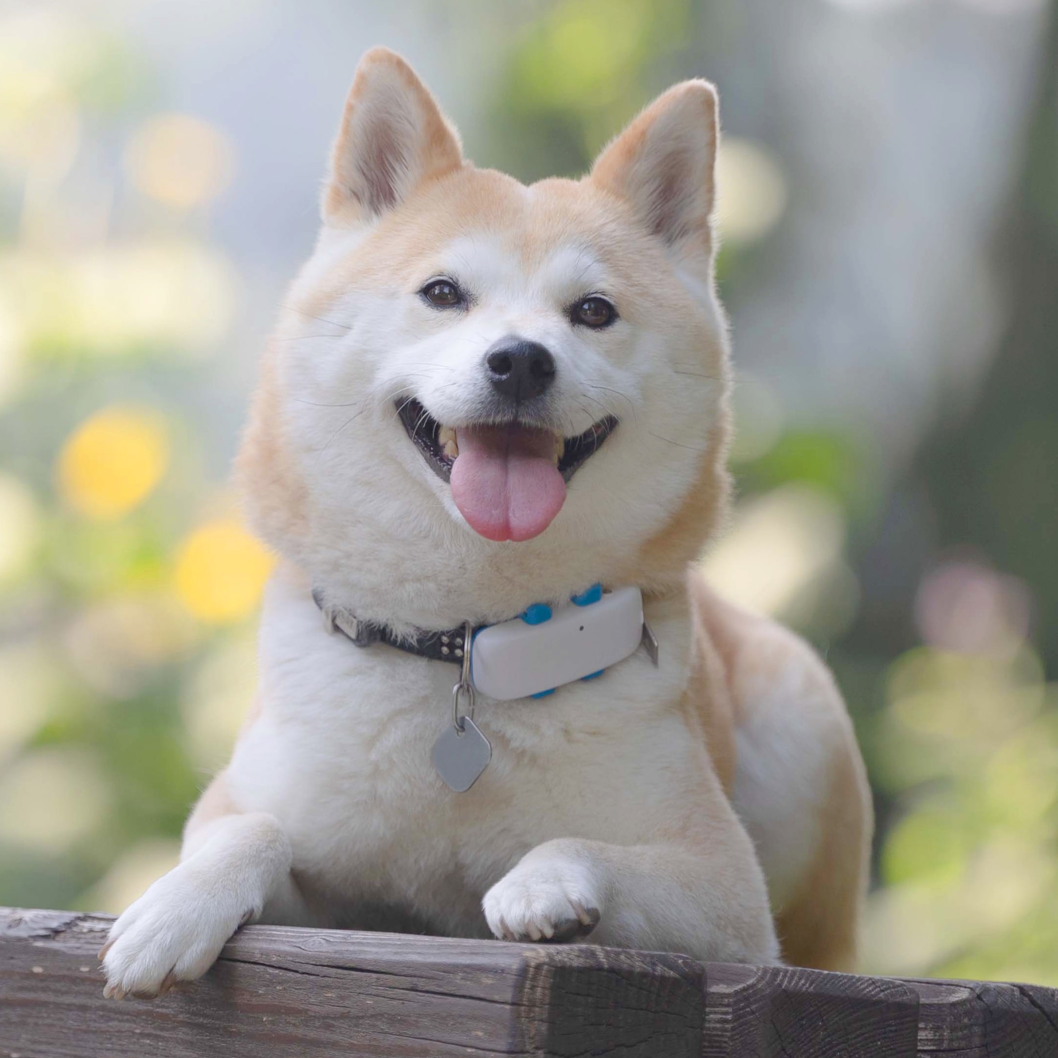 En Shiba-hund med Tractive GPS Tracker