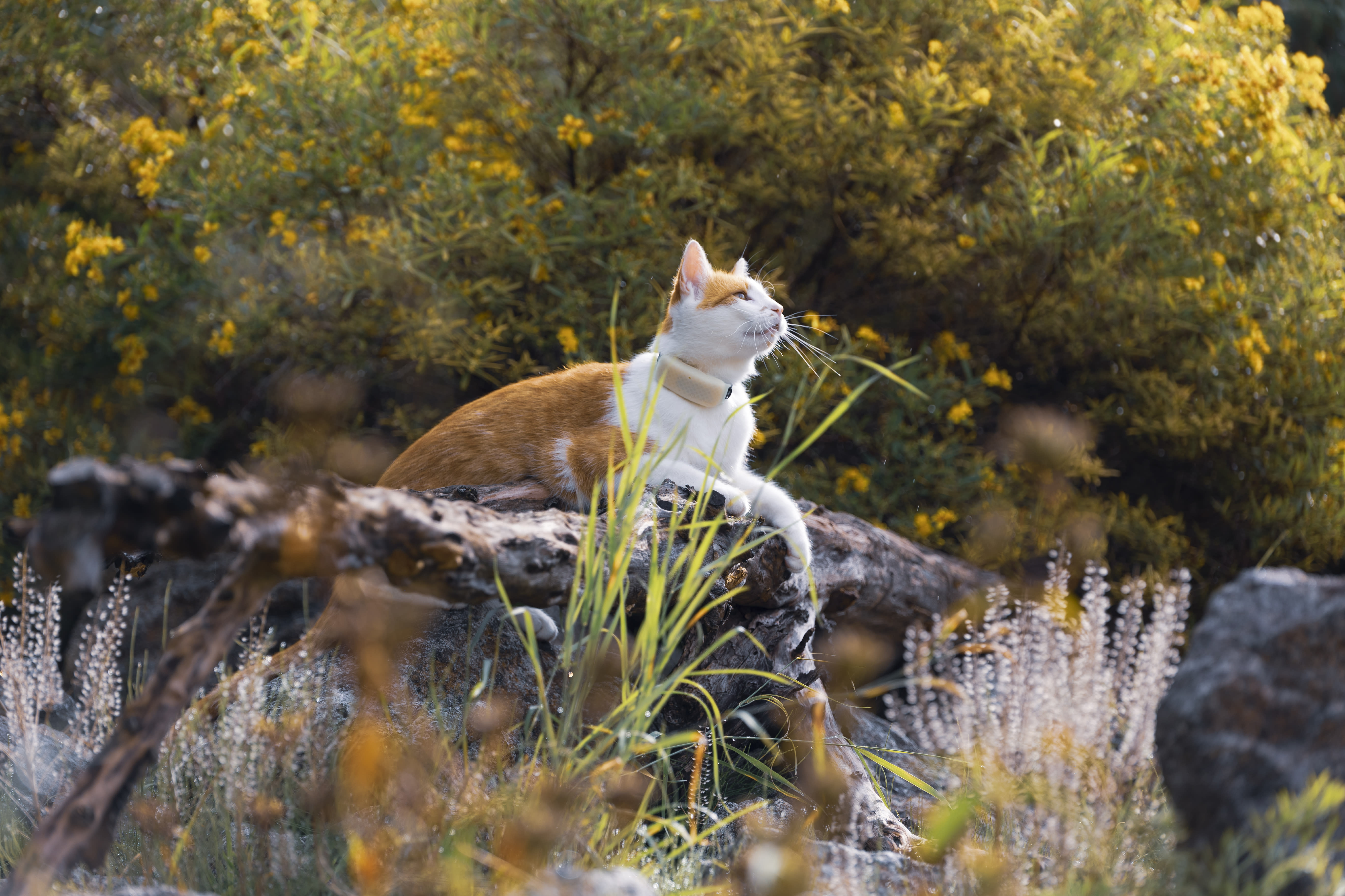 Katze sitzt auf Holz im Wald mit Tractive GPS Tracker für Katzen