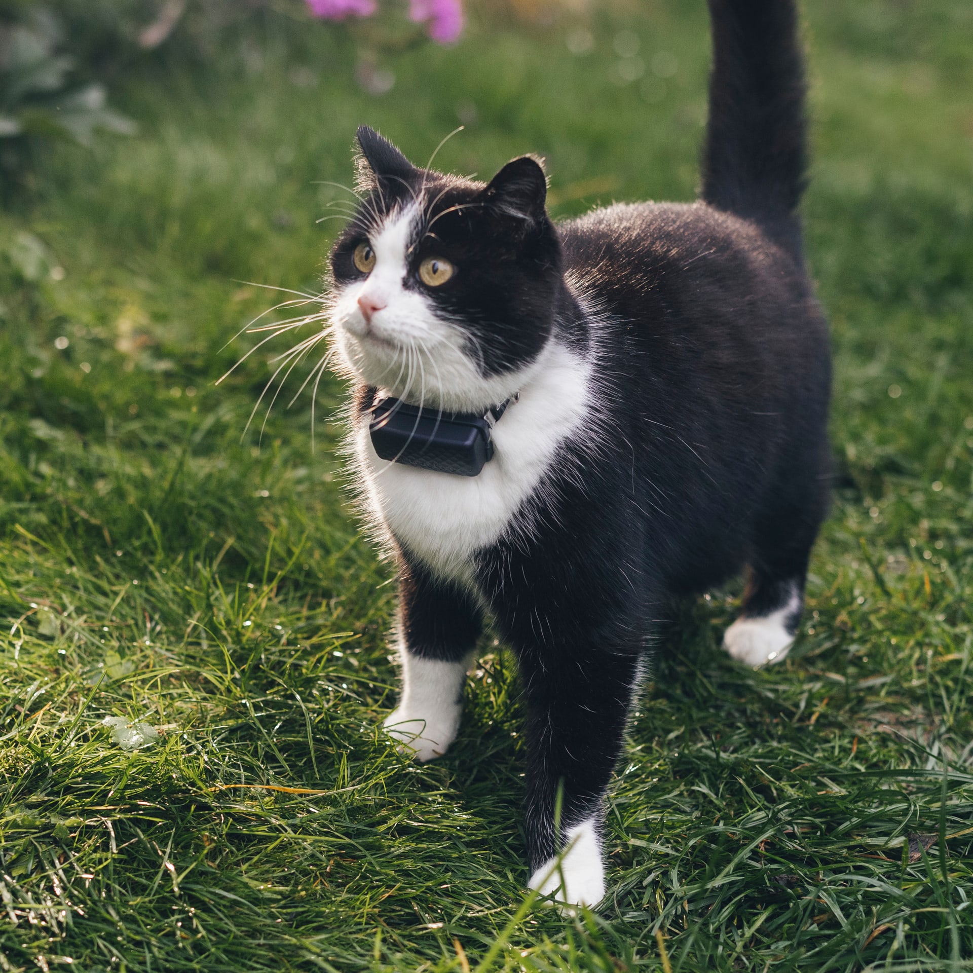 Cat standing in the garden