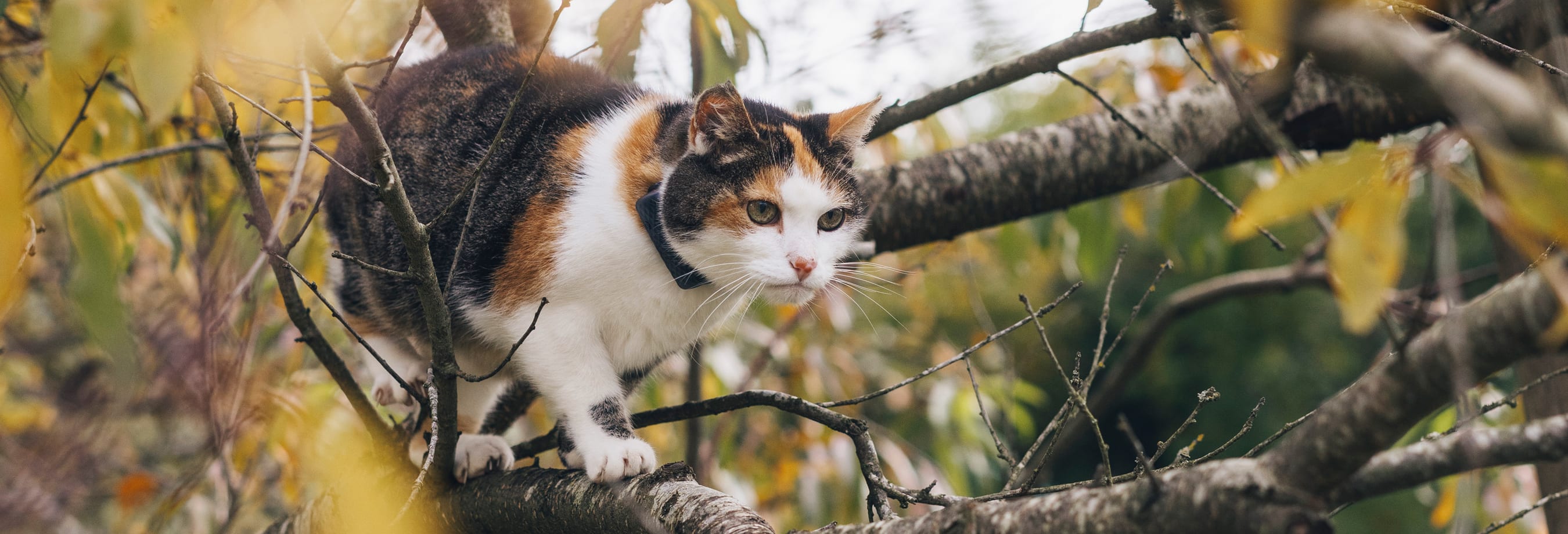 Cat walking in tree