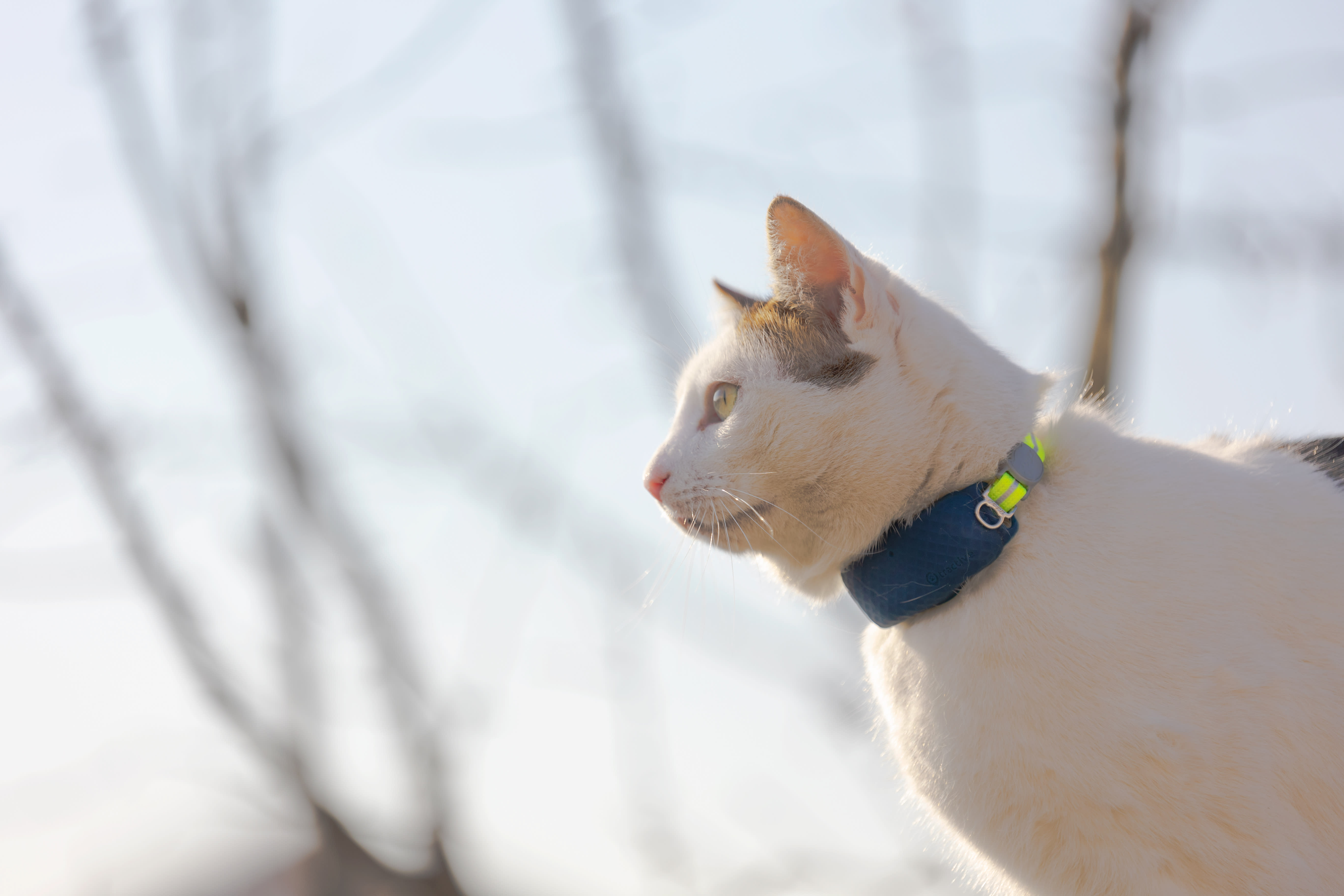 Kissa, jolla on Tractive GPS -paikannin, tutkii peltoa