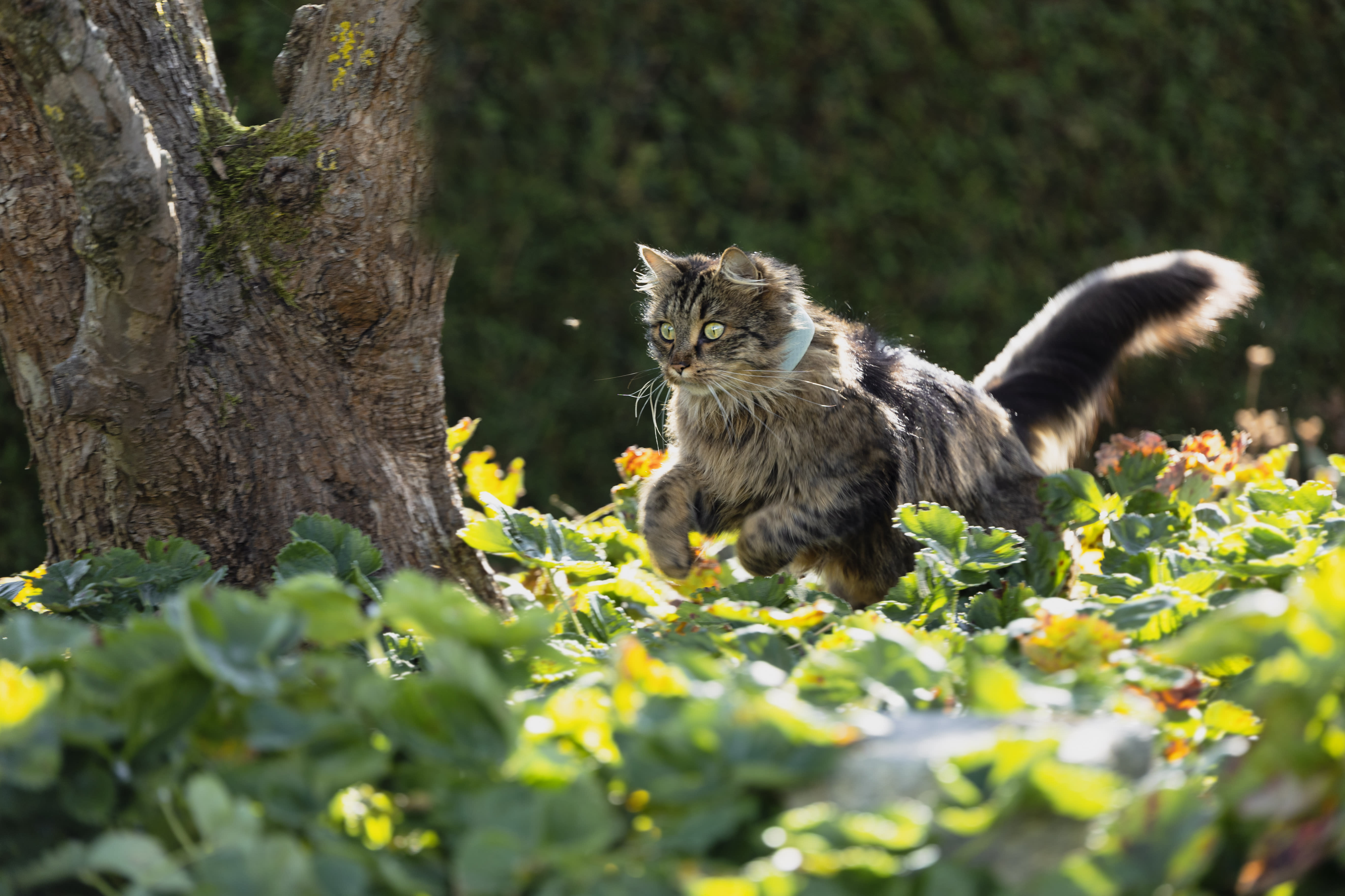 Katt som springer i skogen med Tractive GPS-tracker för katter