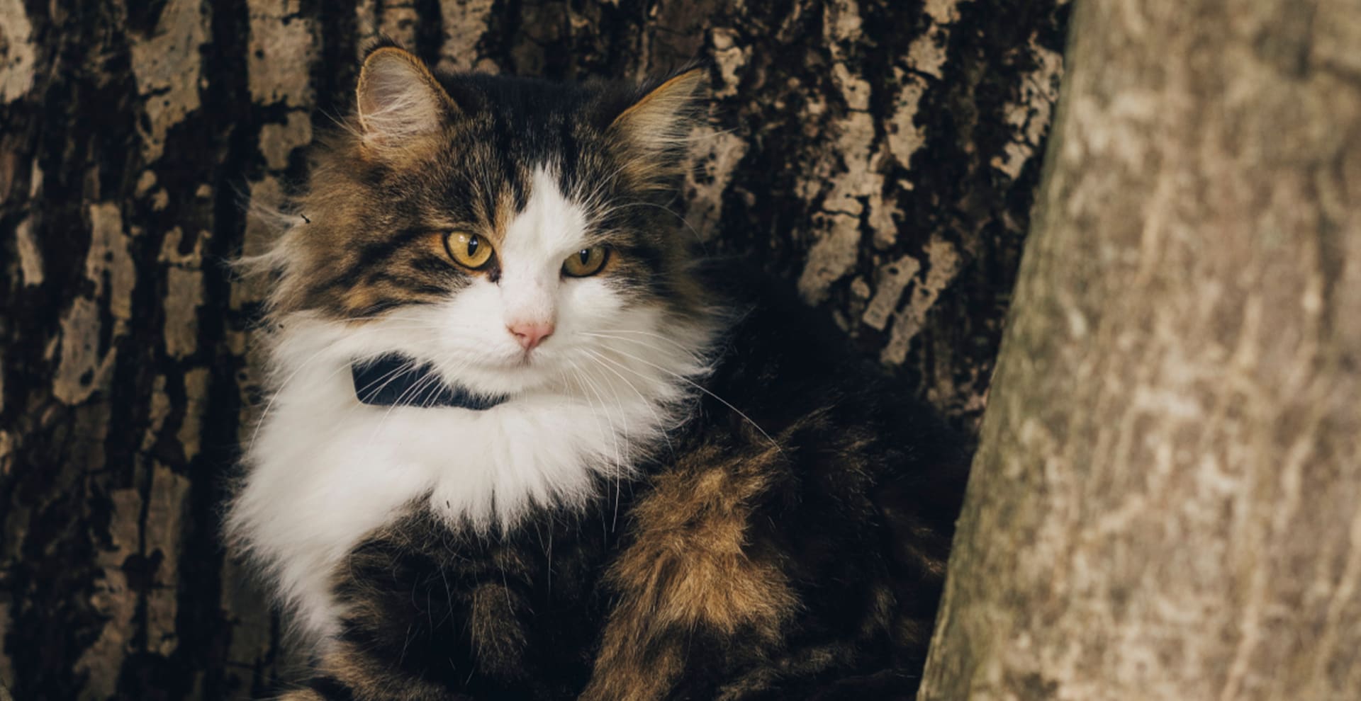 Cat sitting in a tree