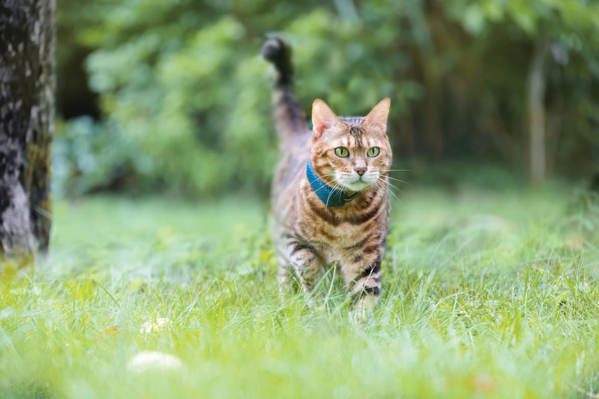 Un gatto cammina nel bosco indossando un localizzatore Tractive GPS per gatti