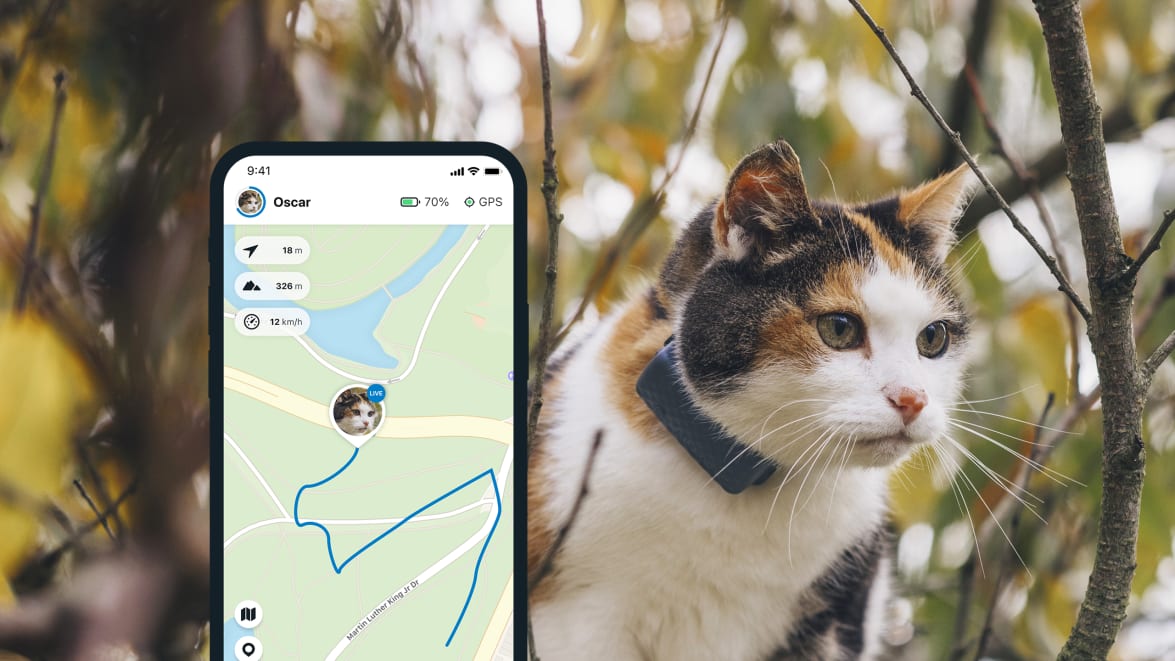 Écran de smartphone du mode LIVE Tractive et chat portant un GPS pour chat Tractive