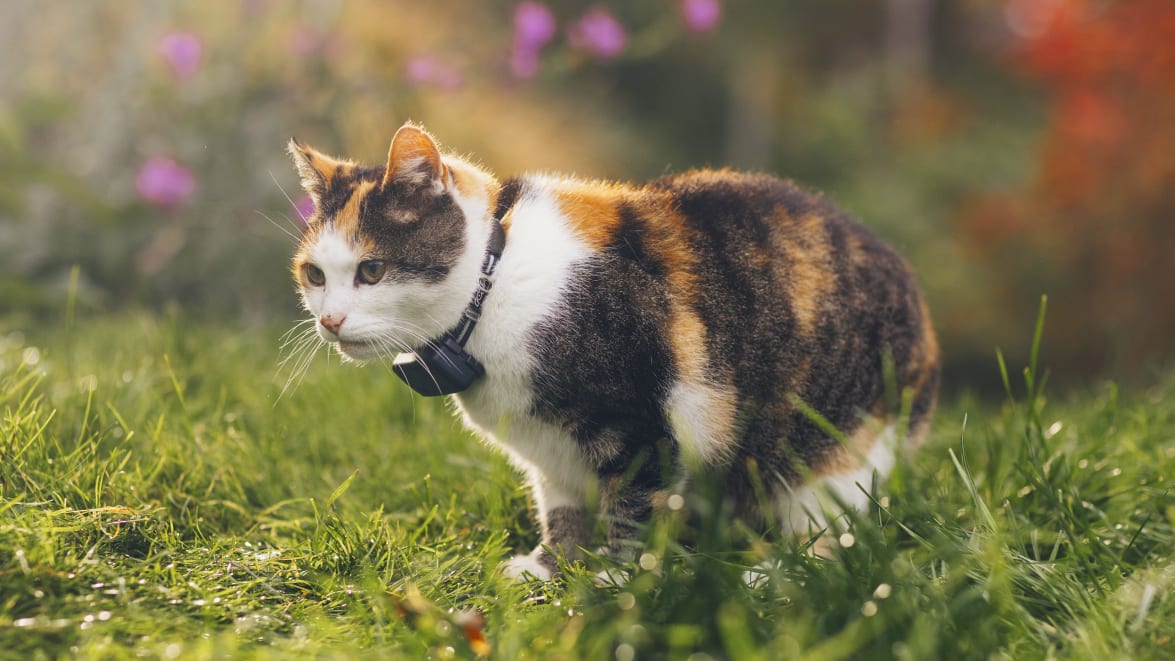Cat walking in the forest with Tractive GPS Tracker for cats