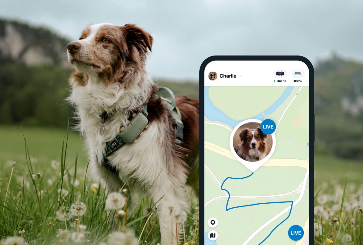 LIVE spårning med nya Tractive GPS DOG 4