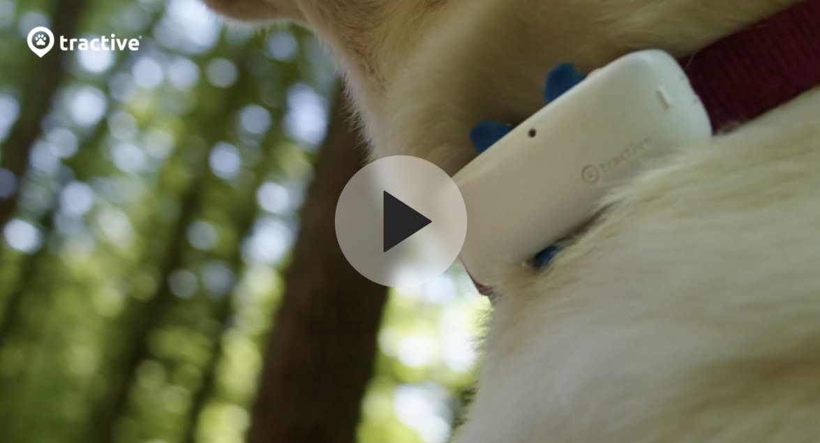 How to put on the Tractive GPS DOG 4 Tracker