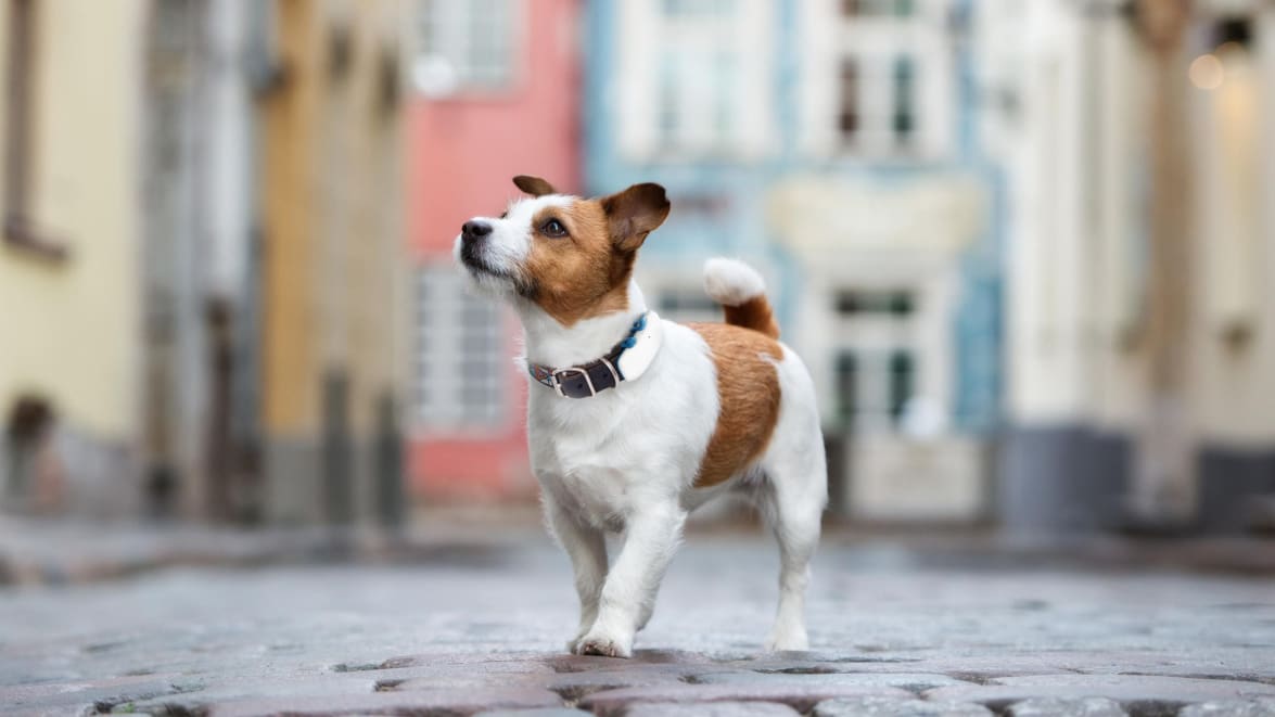 Perro pequeño con localizador GPS en la ciudad