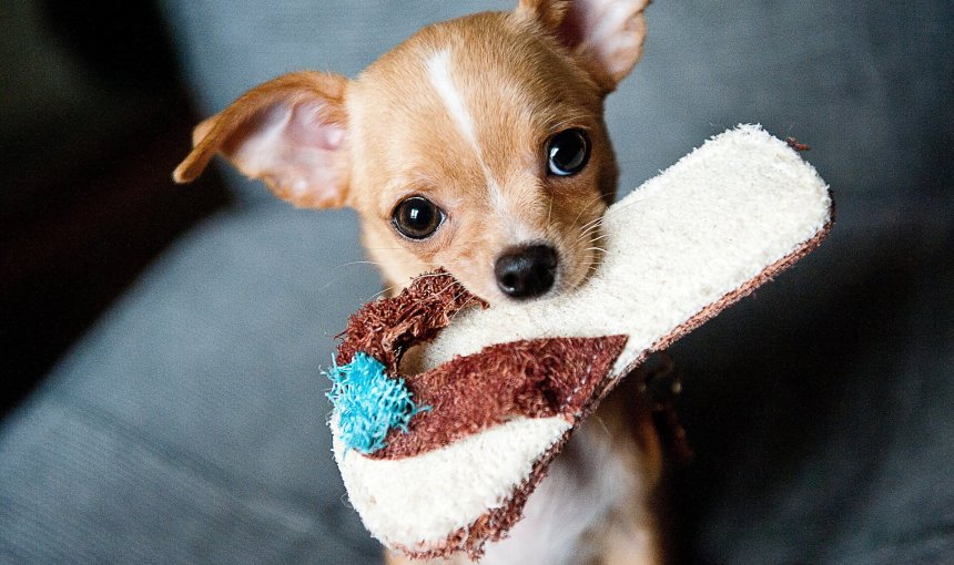 Kleiner Hund hat Schuh im Maul