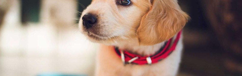 Chiot labrador avec un collier rouge