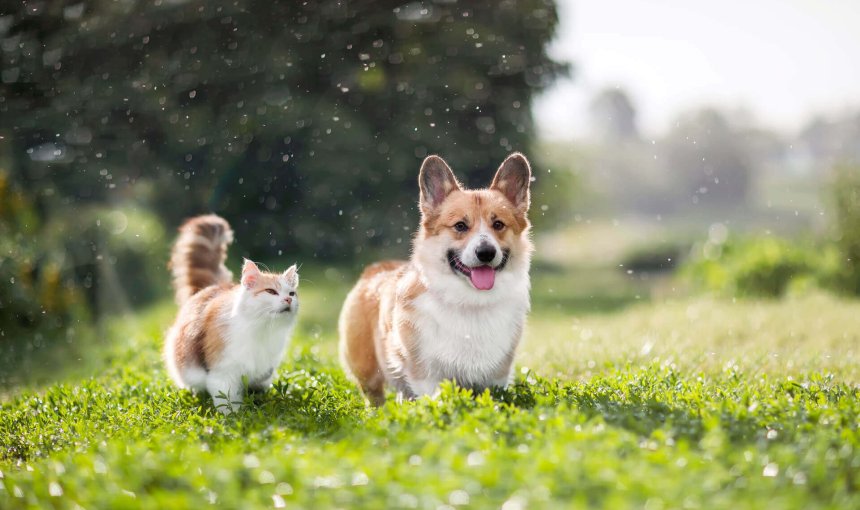 Hund und Katze laufen nebeneinander über eine Wiese