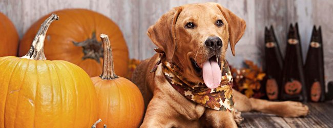 Brown dog sitting among pumpkins, dog in fall decoration. Halloween safety tips for dogs