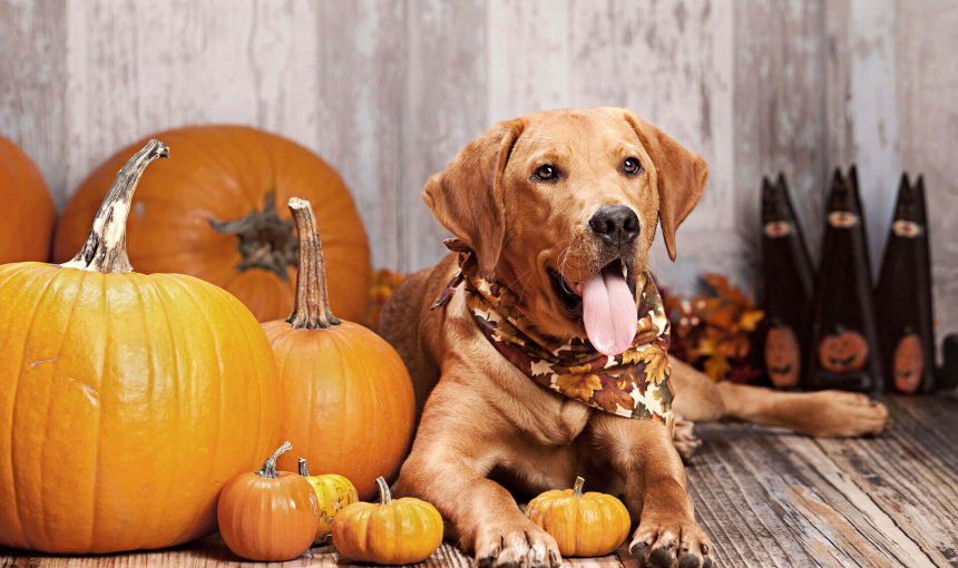 Brown dog sitting among pumpkins, dog in fall decoration. Halloween safety tips for dogs