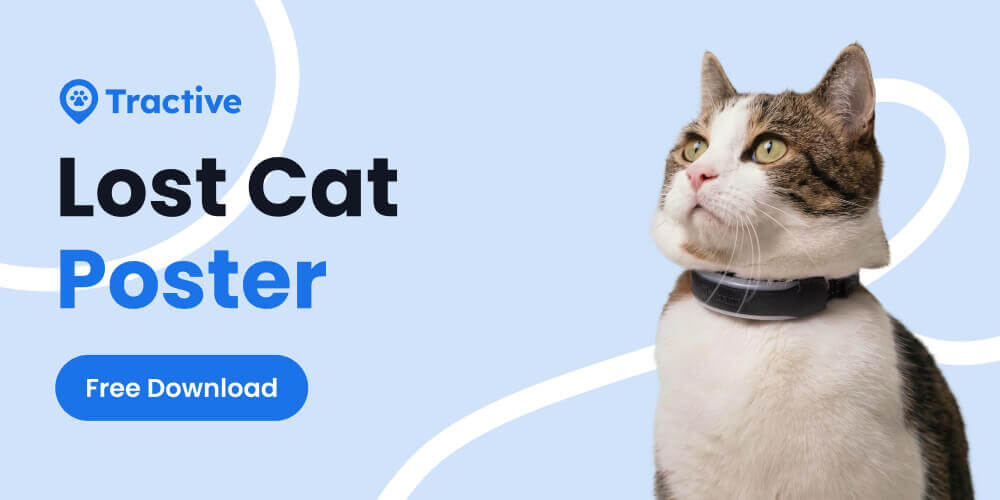 lost cat poster
