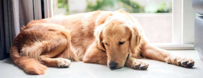 Hautkrebs bei Hunden - erfahre jetzt Symptome und Behandlungsmöglichkeiten