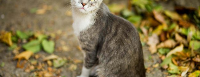 en grå og hvit katt sitter på bakken som er dekket av gule og grønne blader