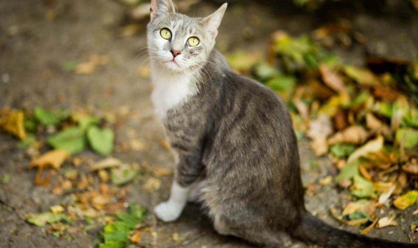 en grå og hvit katt sitter på bakken som er dekket av gule og grønne blader
