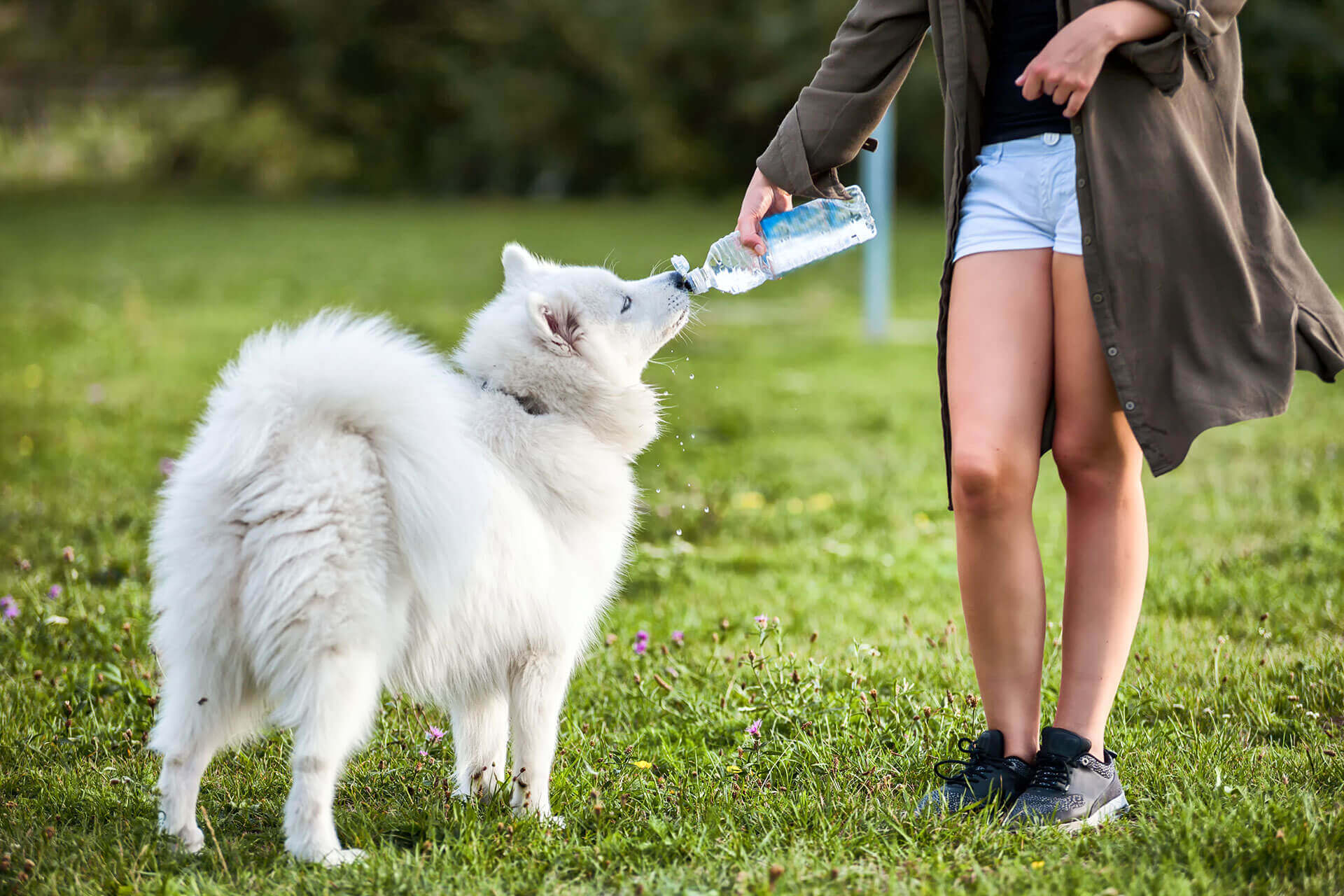 Wie viel sollte ein Hund am Tag trinken: bersicht | Tractive